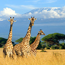 Giraffes in Africa